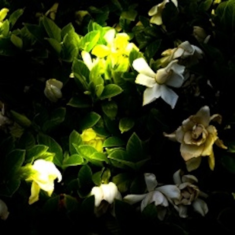 電話占い花菱 土萌　ほたる