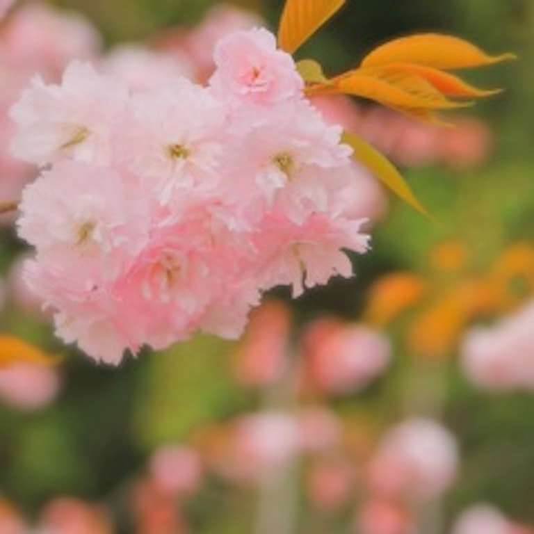 電話占い花菱 天妓 蜜瑠