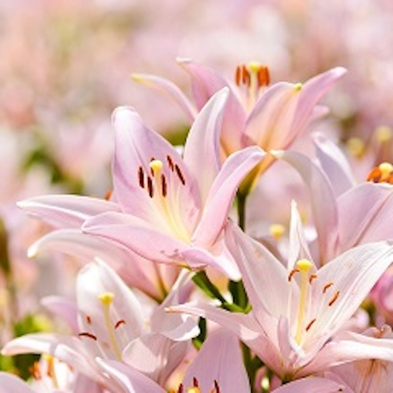 電話占い花菱 天 桜香