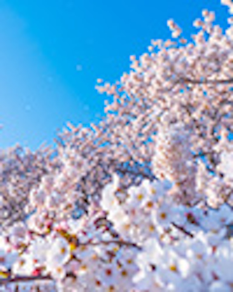 電話占い紫苑（しおん） 桜井