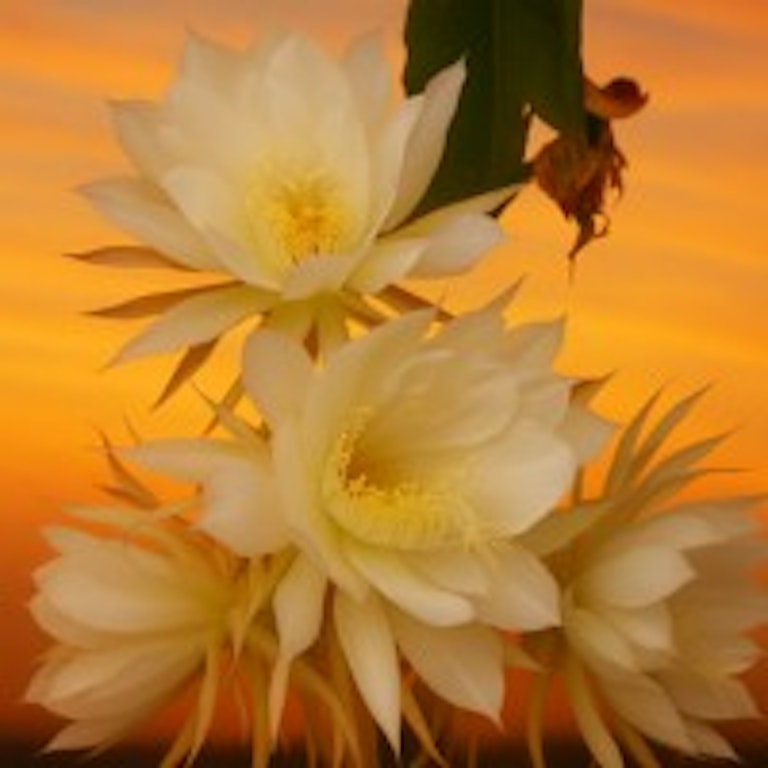 電話占いマヒナ 結璃