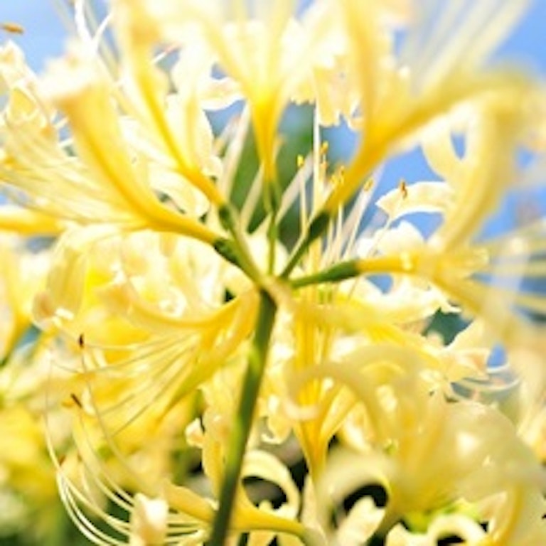 電話占い花菱 花海 蓮