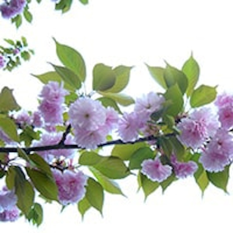 電話占いリエル 愛桜（あいさ）先生