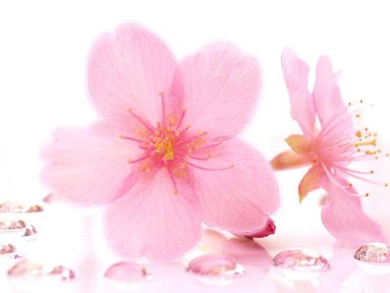 みんなの電話占い 優心