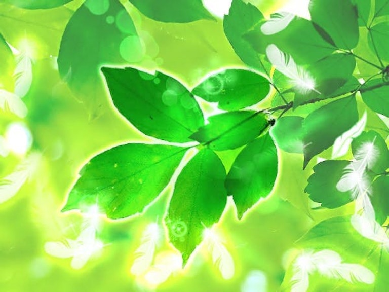 みんなの電話占い 心ノ羽