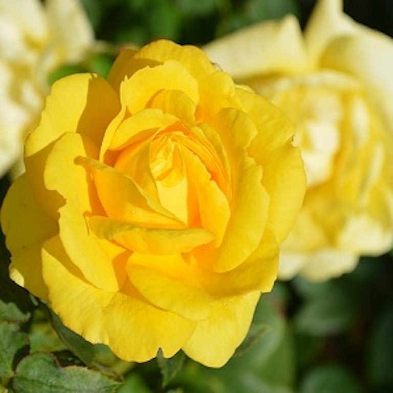 電話占い光華 秦菊