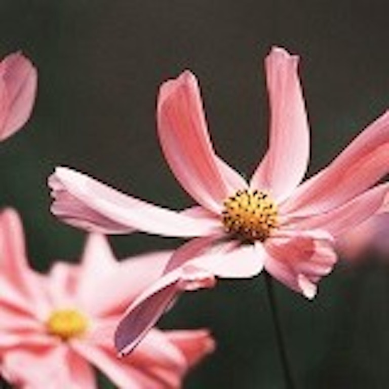電話占い光華 詩