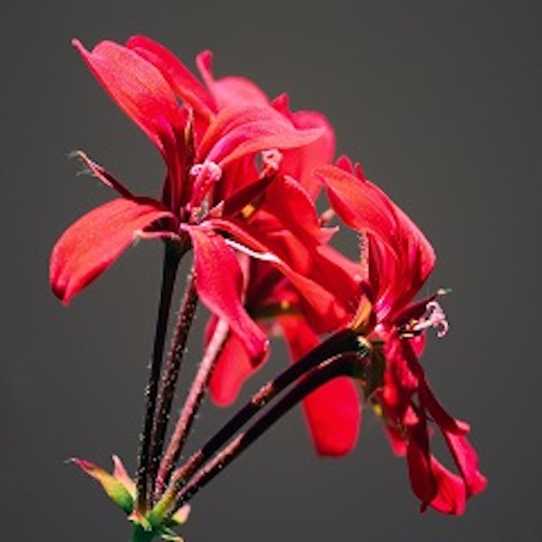 電話占い花菱 釈迦郡　蜜
