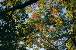 なぜSony RX1R IIIが気になっているか？を整理してみた