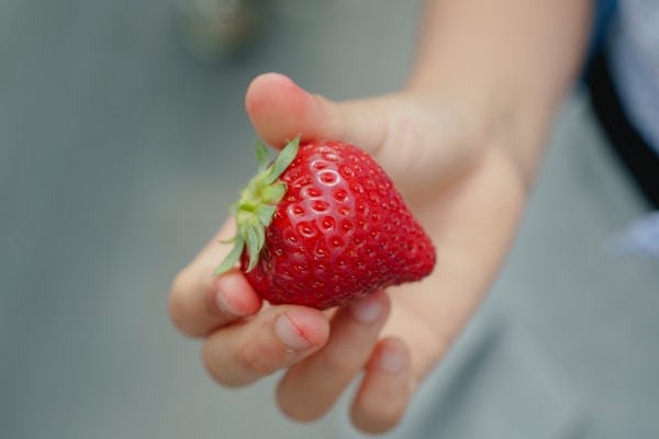 子どもの手に摘みたてのイチゴ