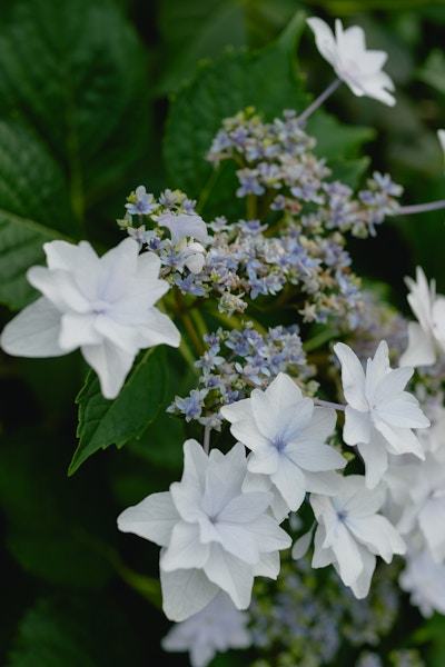 RX1R IIIの作例（F4.0 ・ 1/125秒 ・ ISO100）