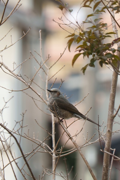 α7C IIとFE 70-200mm F4 Macro G OSS IIで撮影した作例（F4.0 ・ 1/250秒 ・ ISO100）