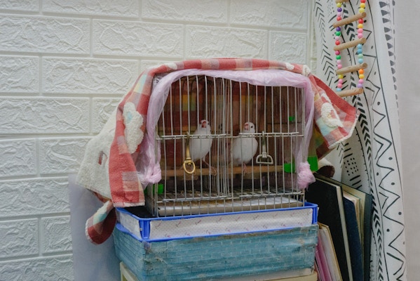 文鳥占いの文鳥たち