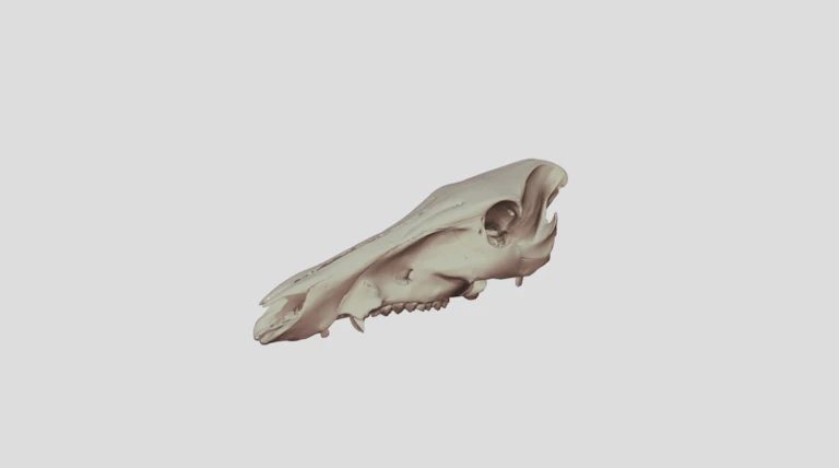 標本コレクション | 3D骨格標本館