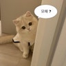 萌