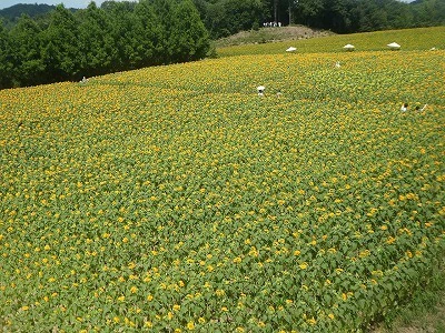 世良高原農場「ひまわりまつり」に行ってきましたサムネイル画像