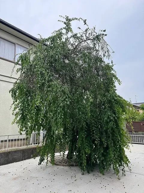 梅の木の剪定作業サムネイル画像