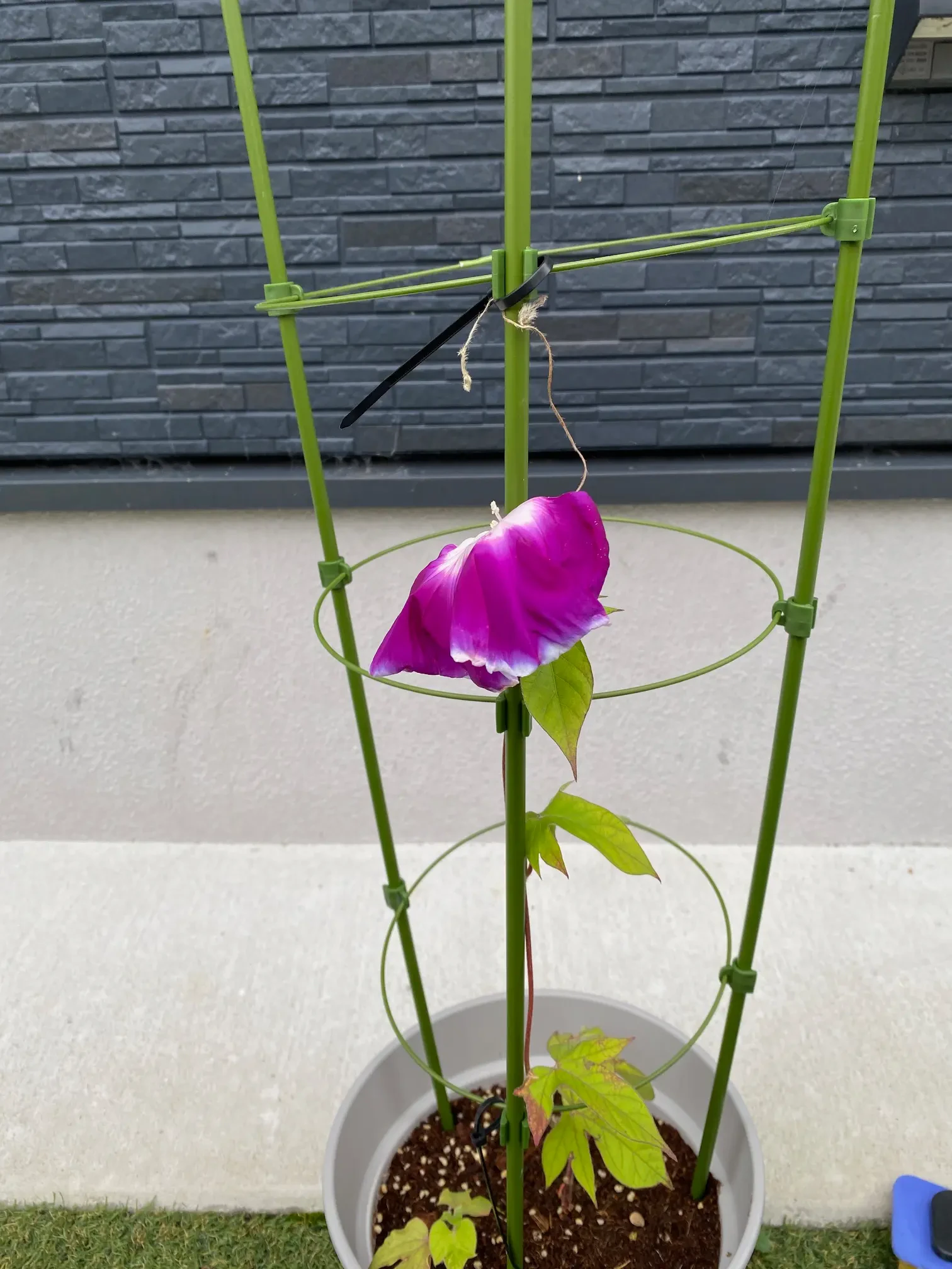 塗装工事前によくあるご質問｜植物や物置の移動についてサムネイル画像