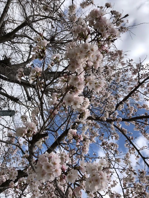 桜咲いても・・・。サムネイル画像