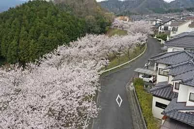 桜の季節サムネイル画像