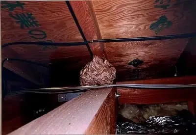スズメバチの巣の駆除サムネイル画像