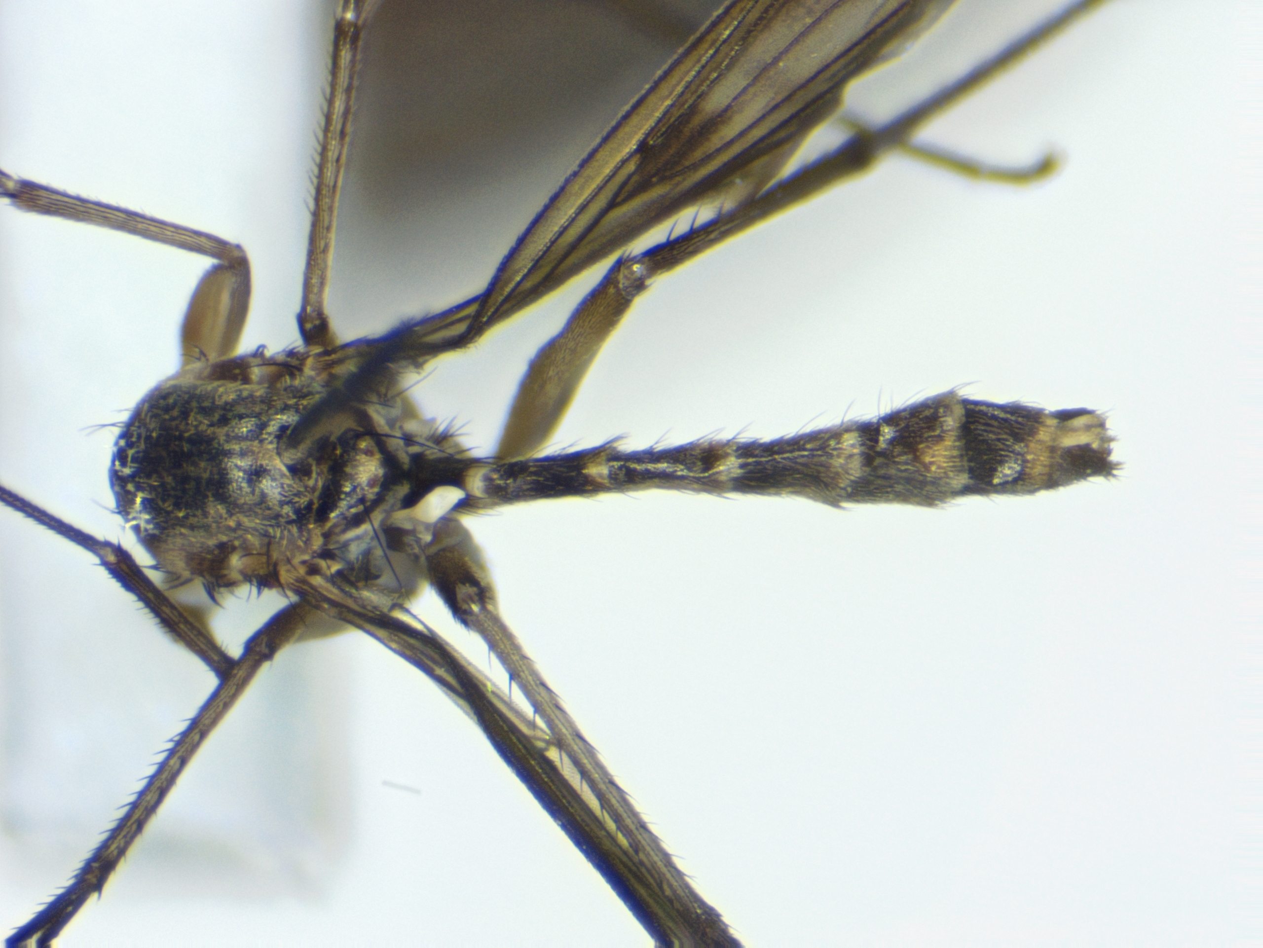 2_thorax-abdomen_dorsal