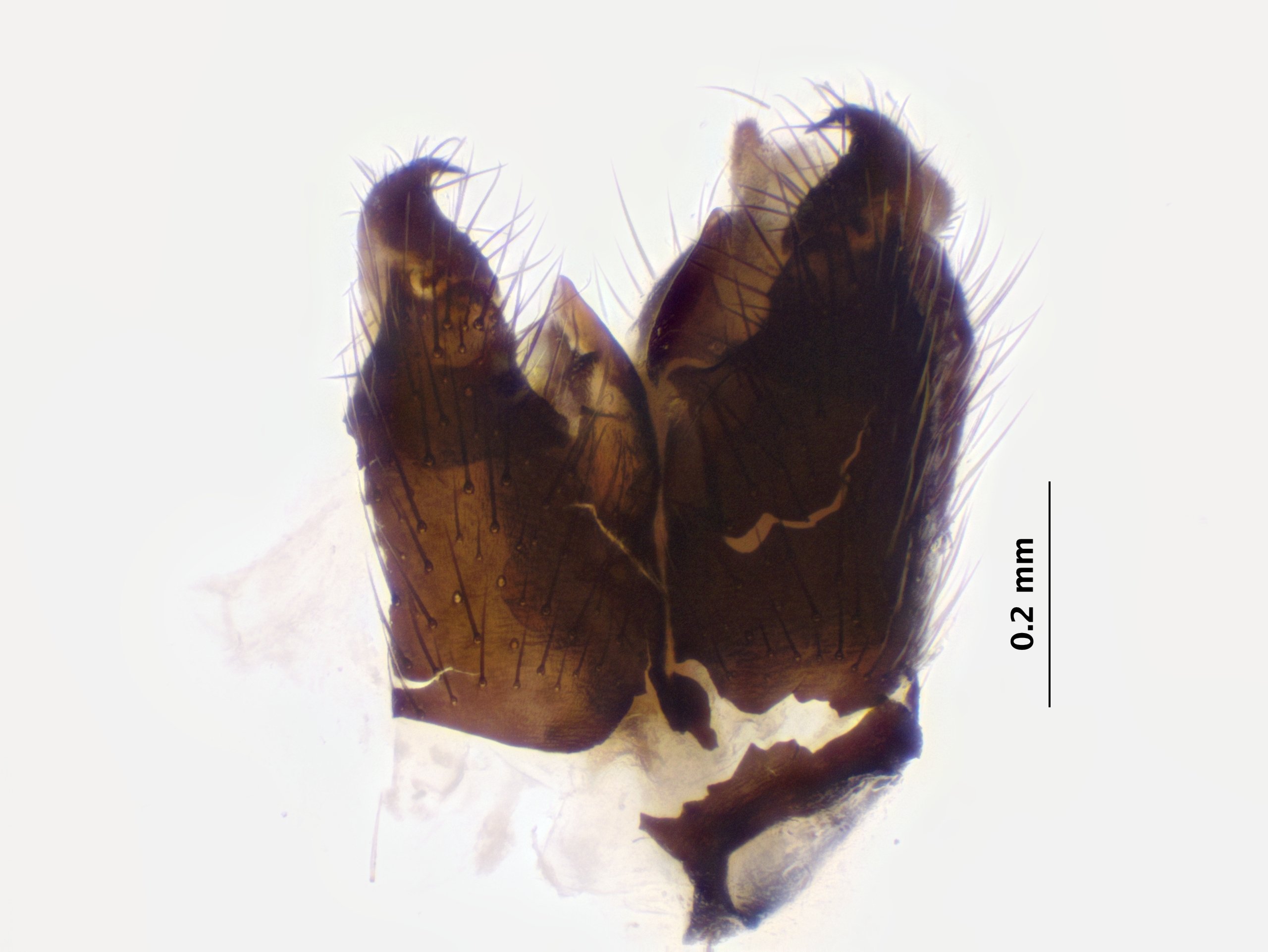 6_genitalia_ventral