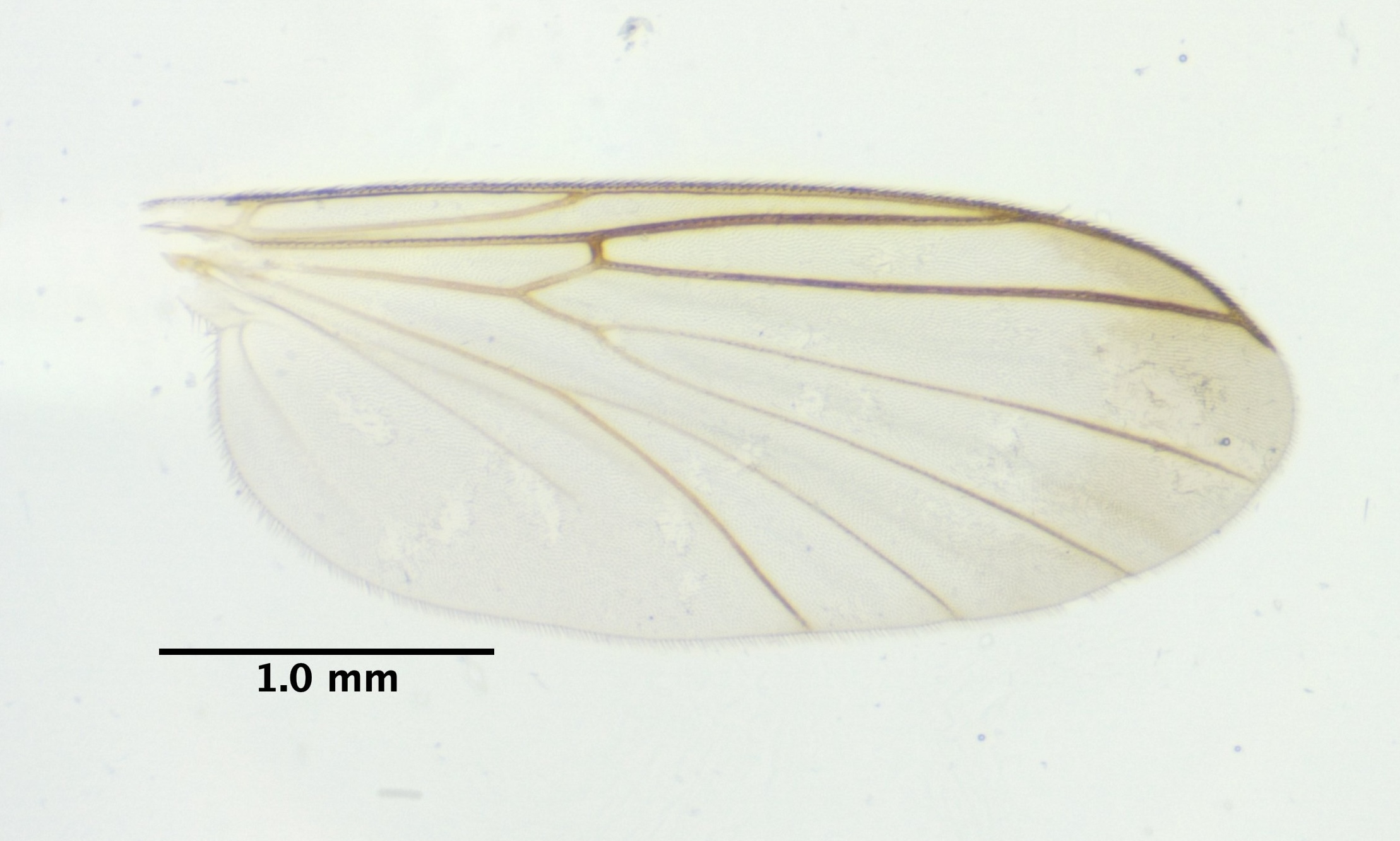wing