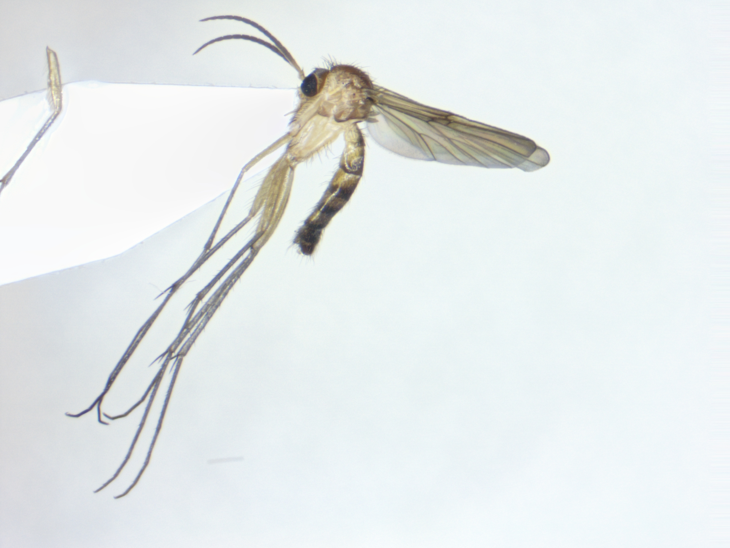 habitus