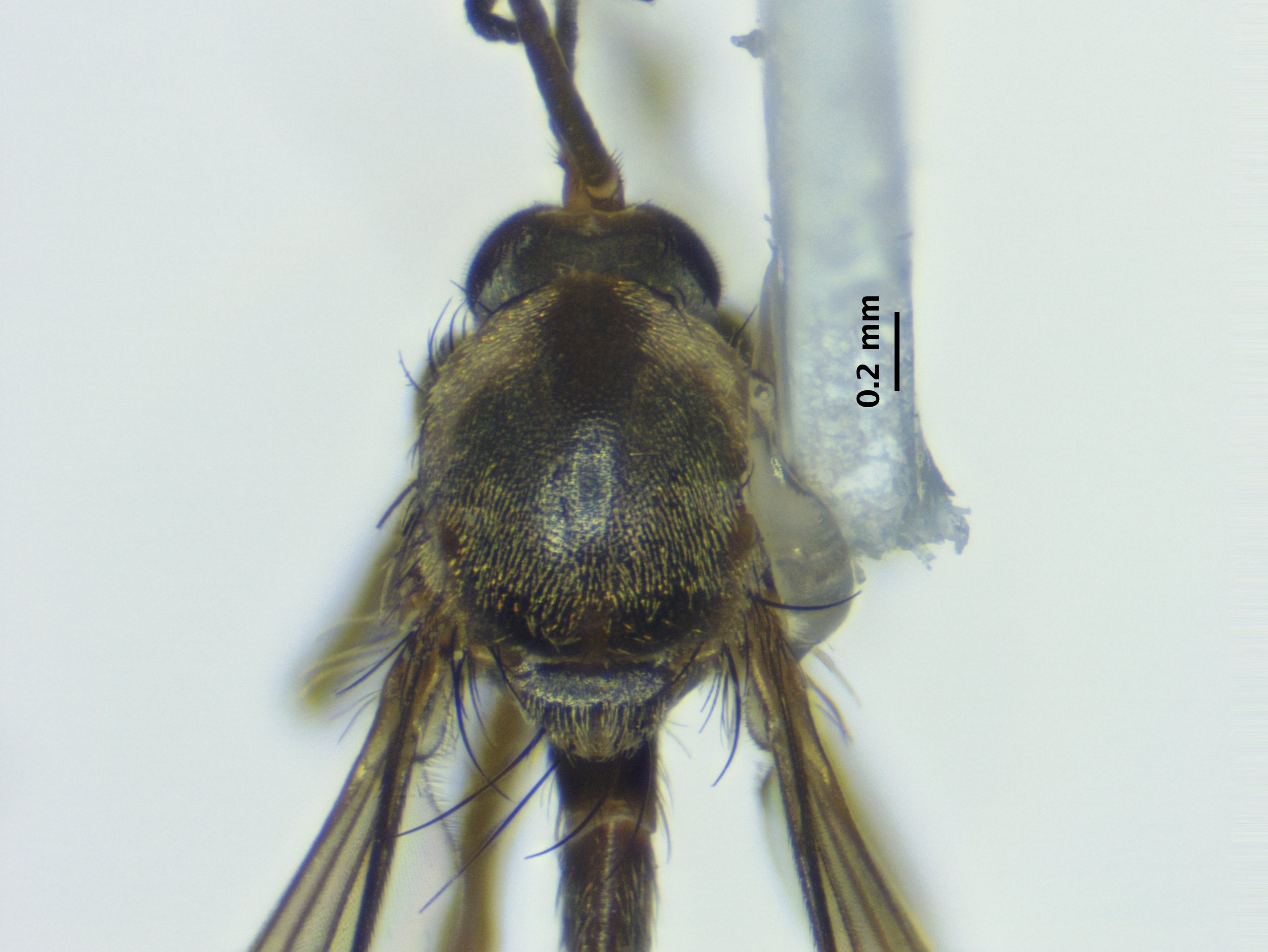 3_thorax_dorsal