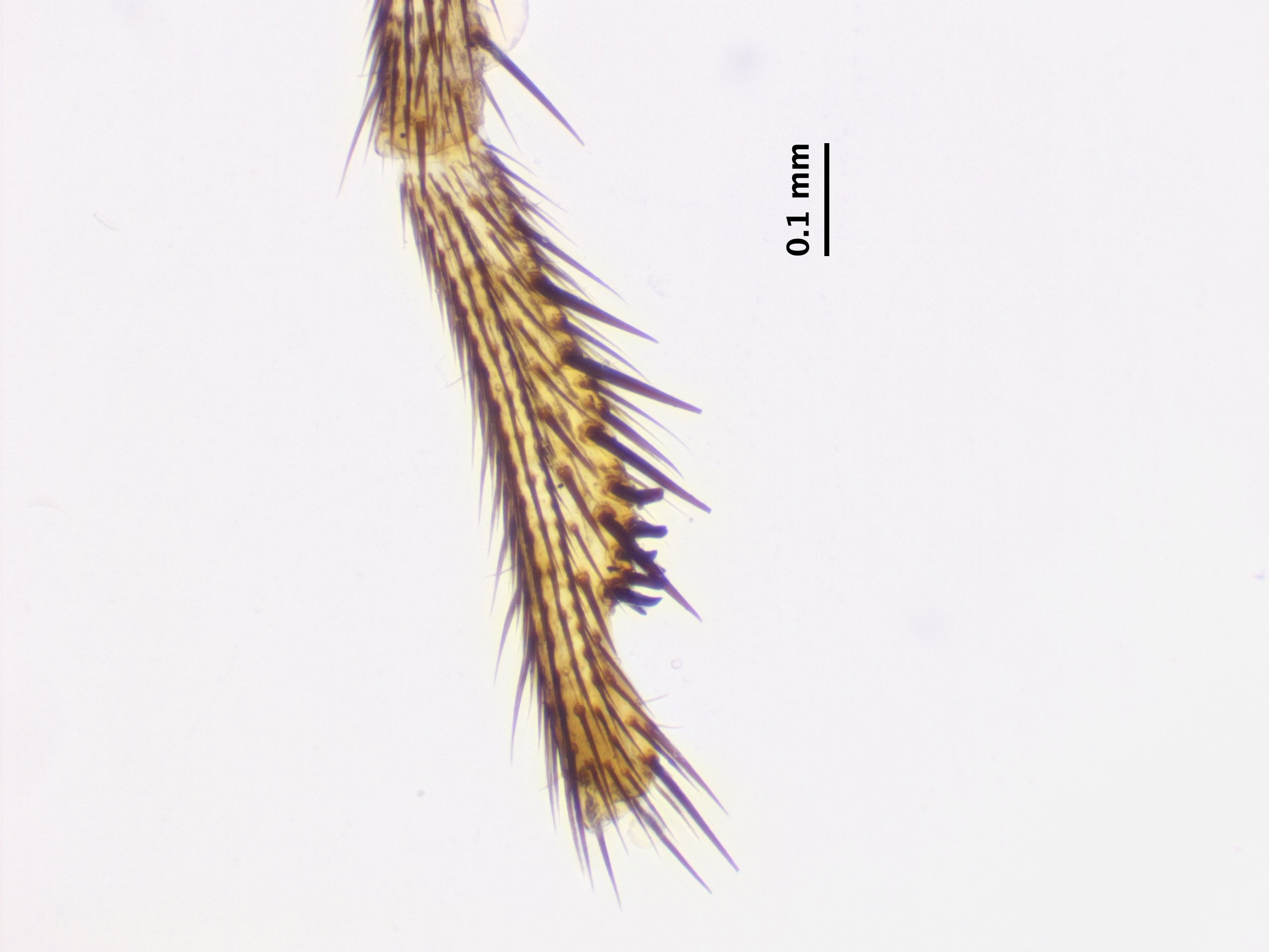 5_fore-2nd-tersus
