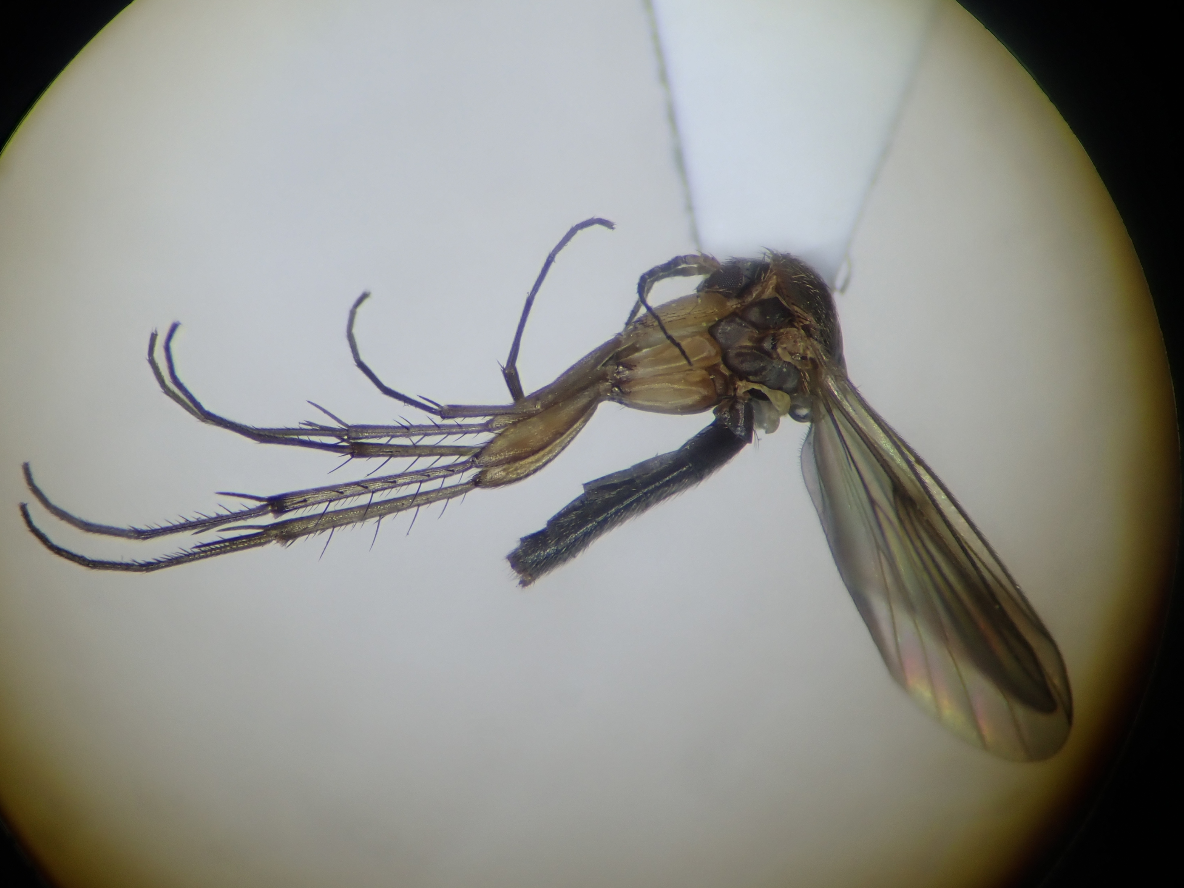 habitus