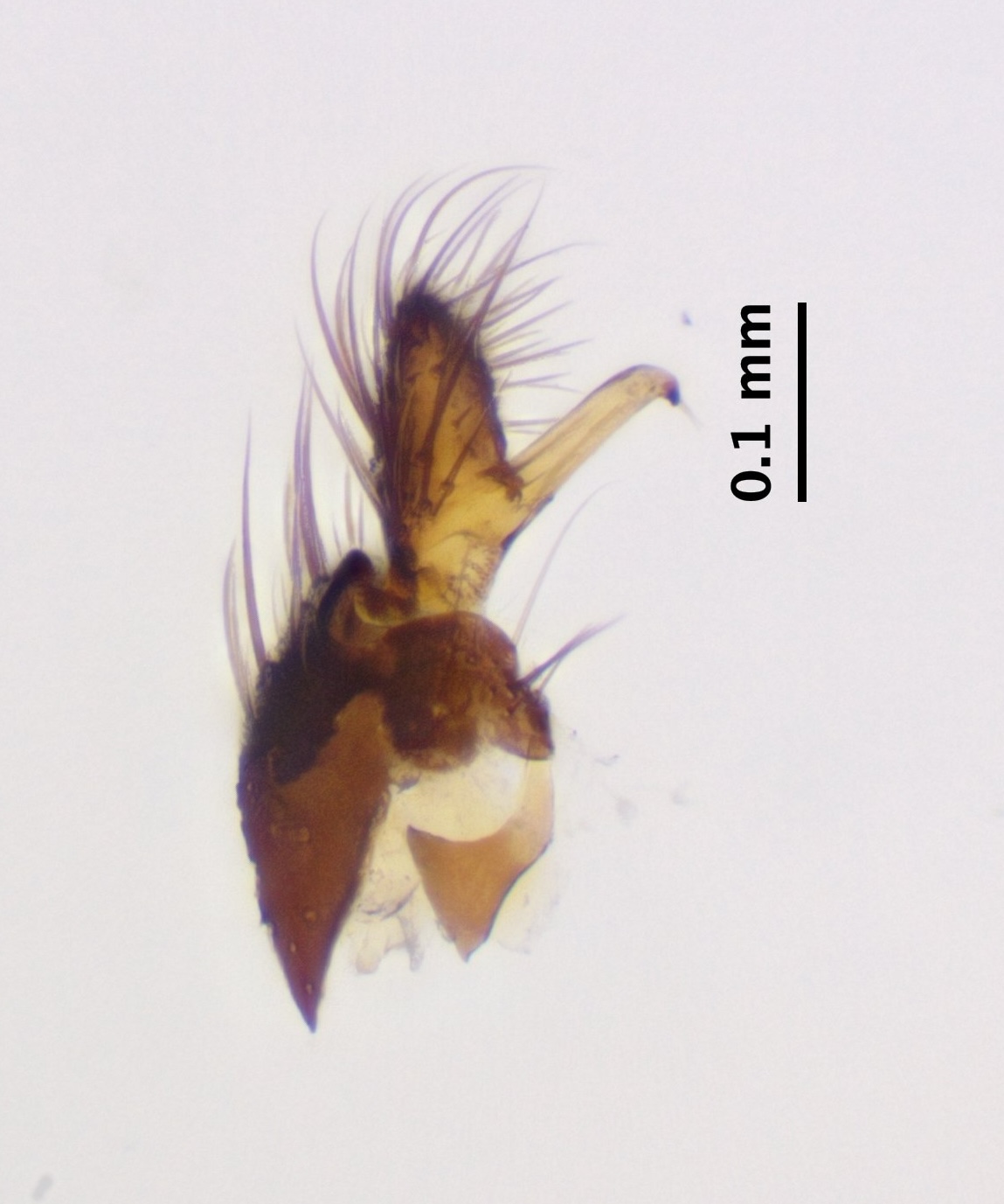 right-gonostylus_ventral