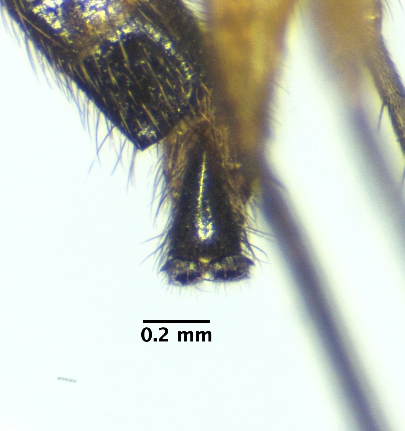genitalia_dorsal-dry