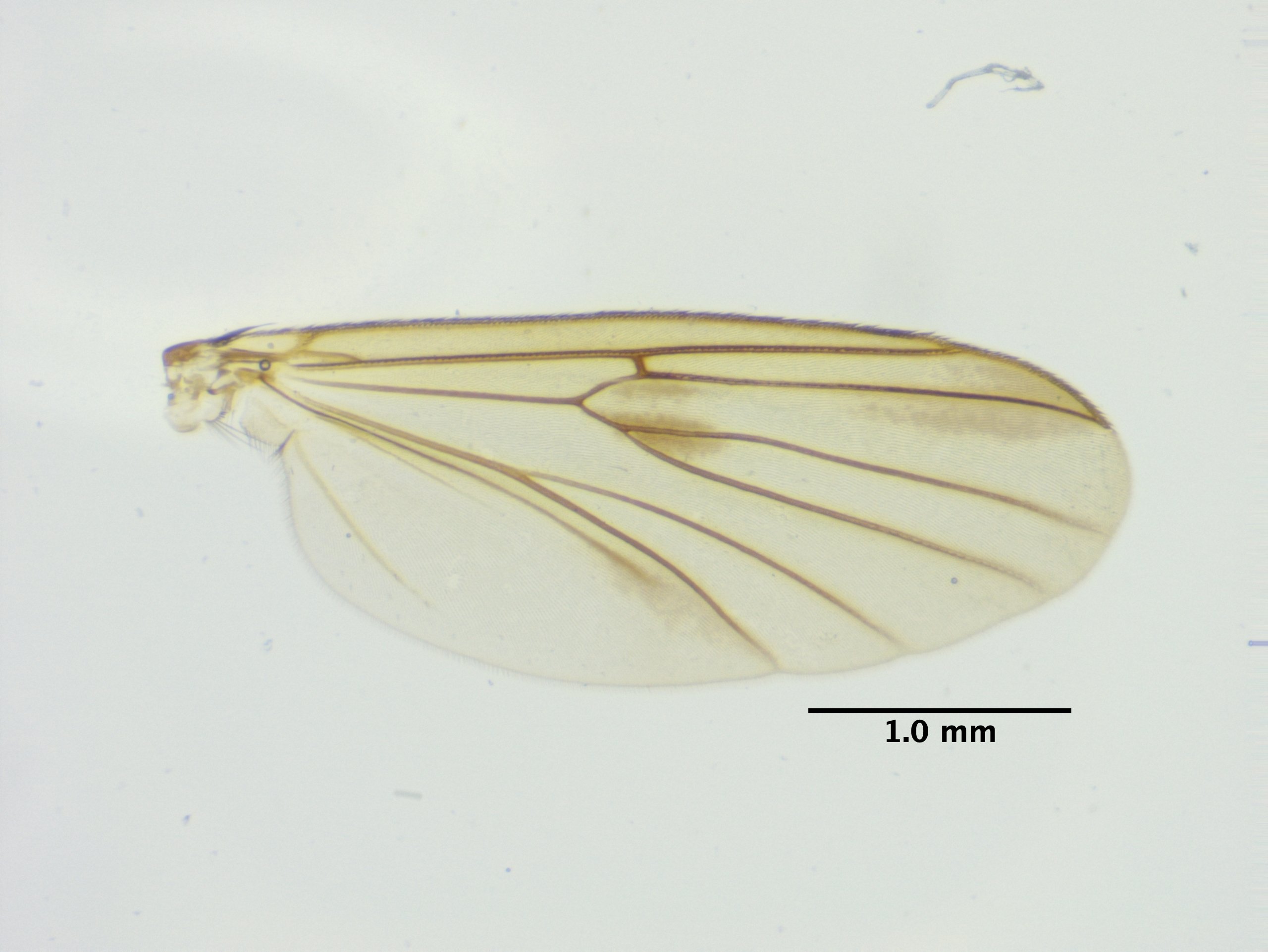 4_wing