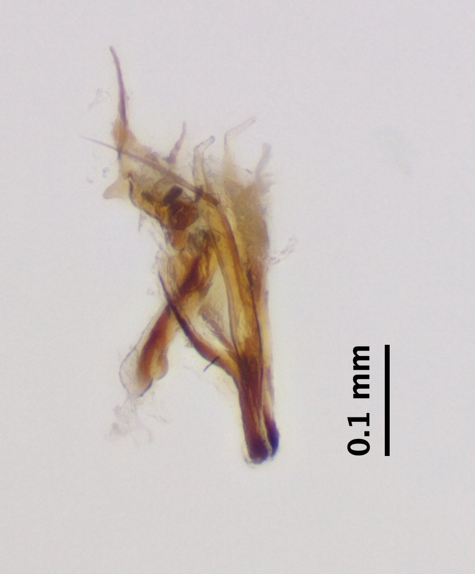 aedeagus_complex_lateral