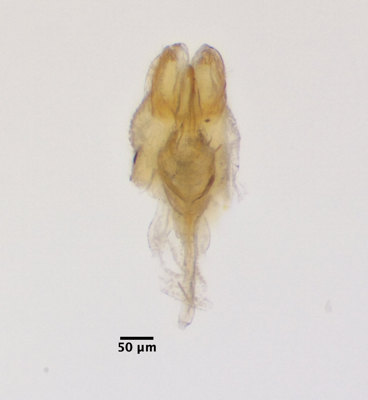 aedeagus_complex