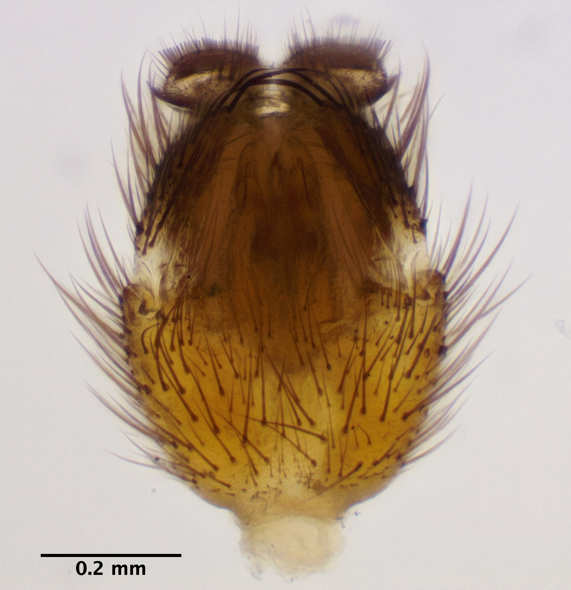 genitalia_ventral