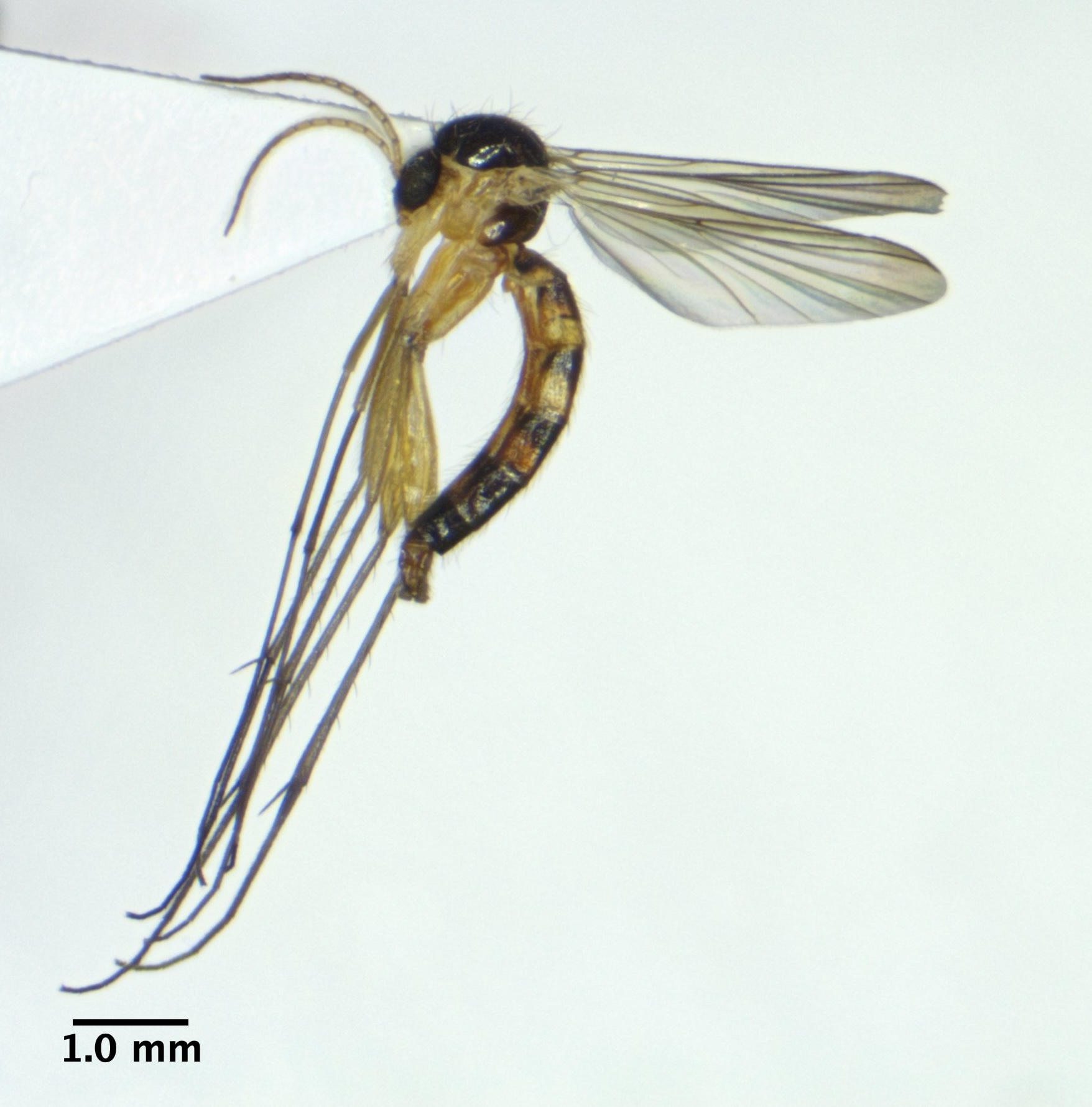 habitus