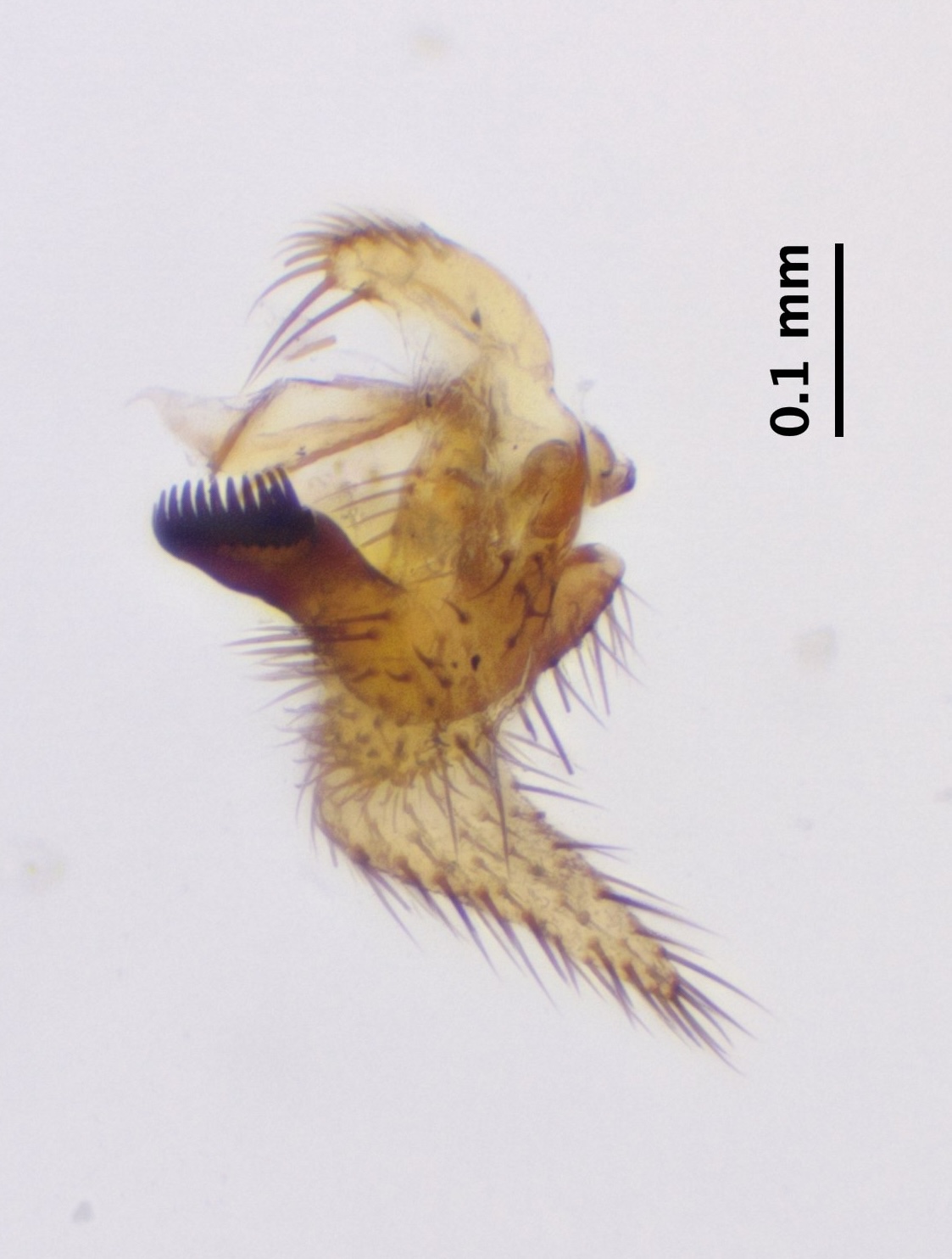 9_right-gonostylus_ventral