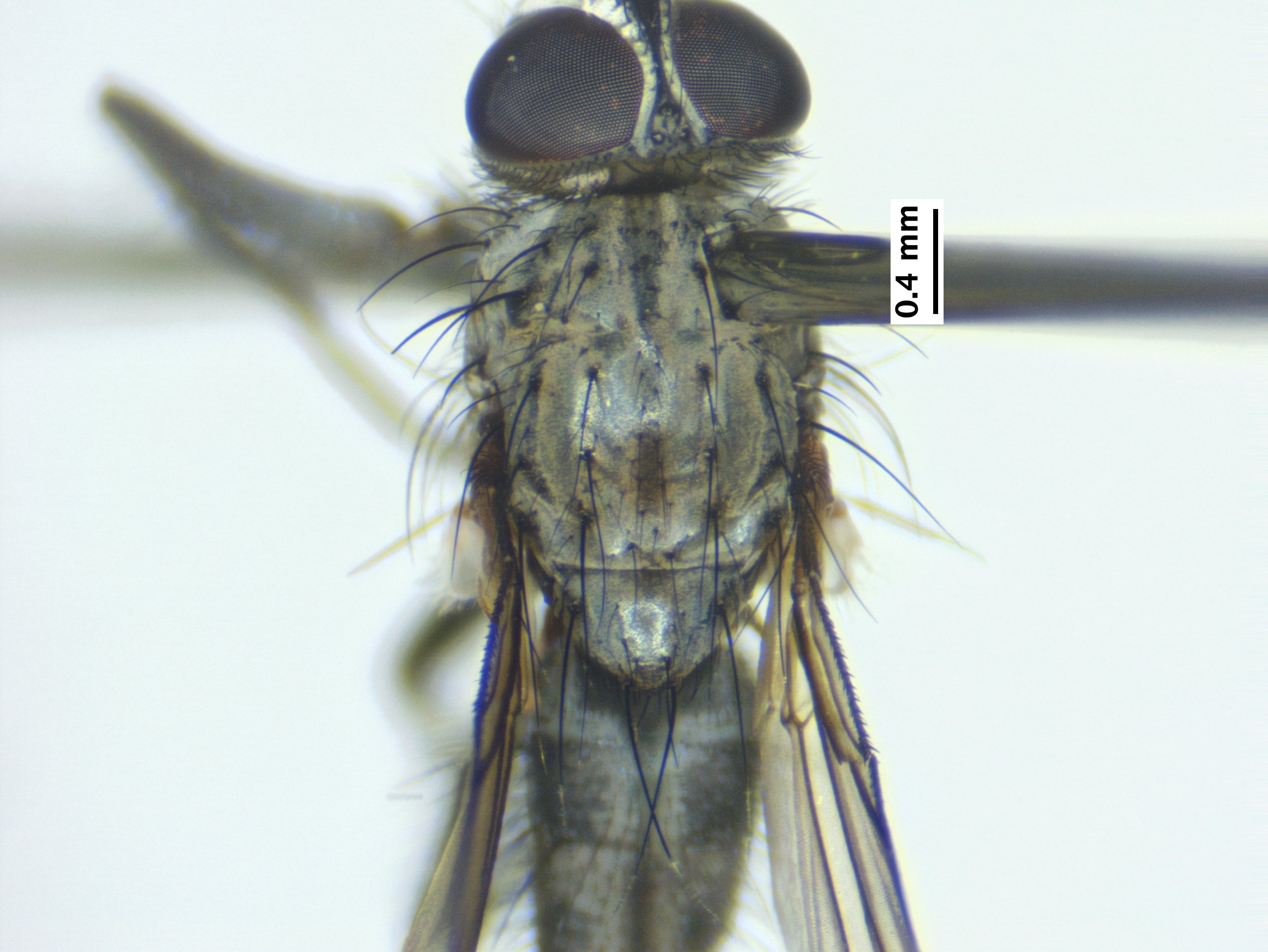 5_thorax_dorsal