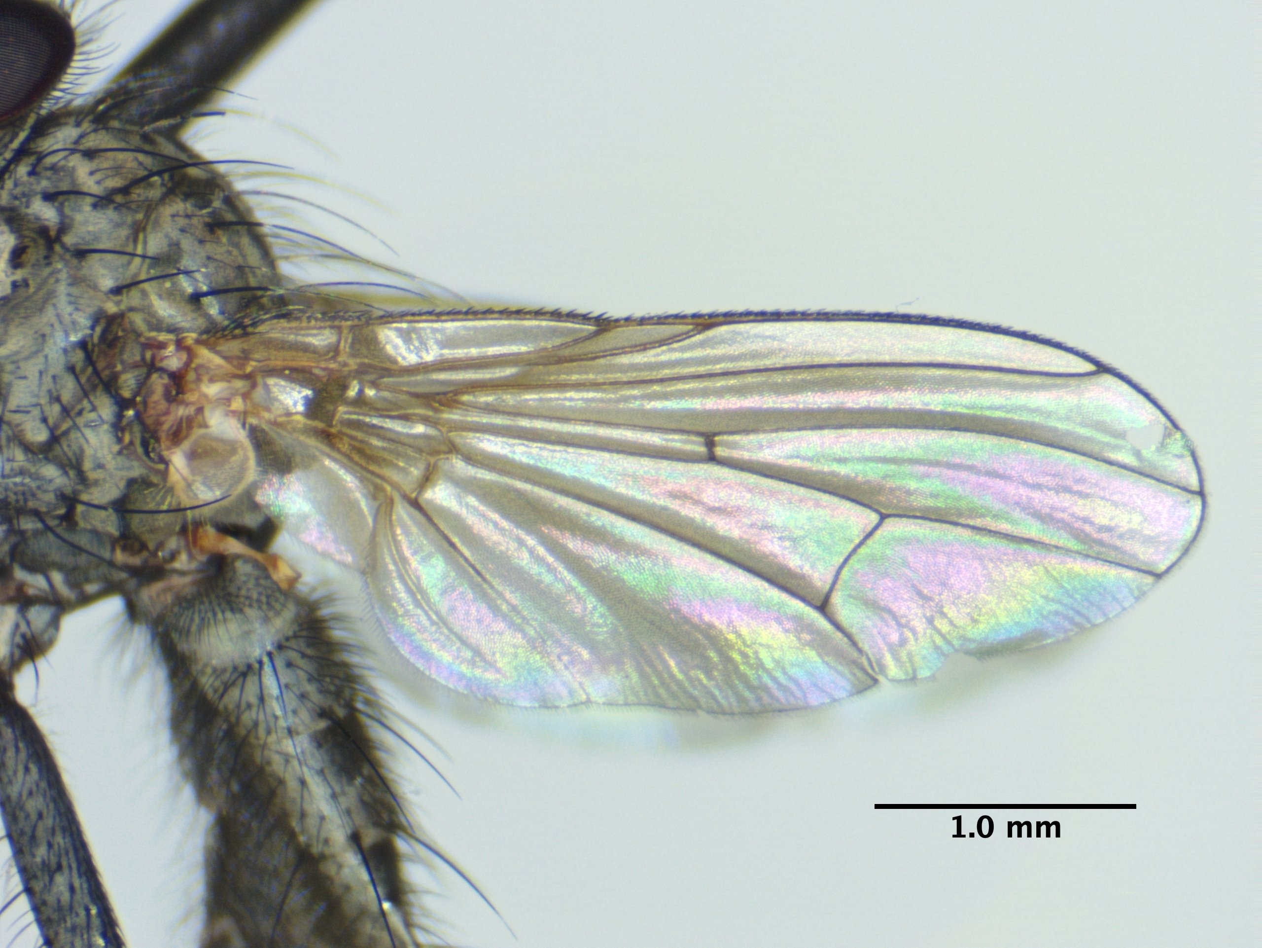 2_wing