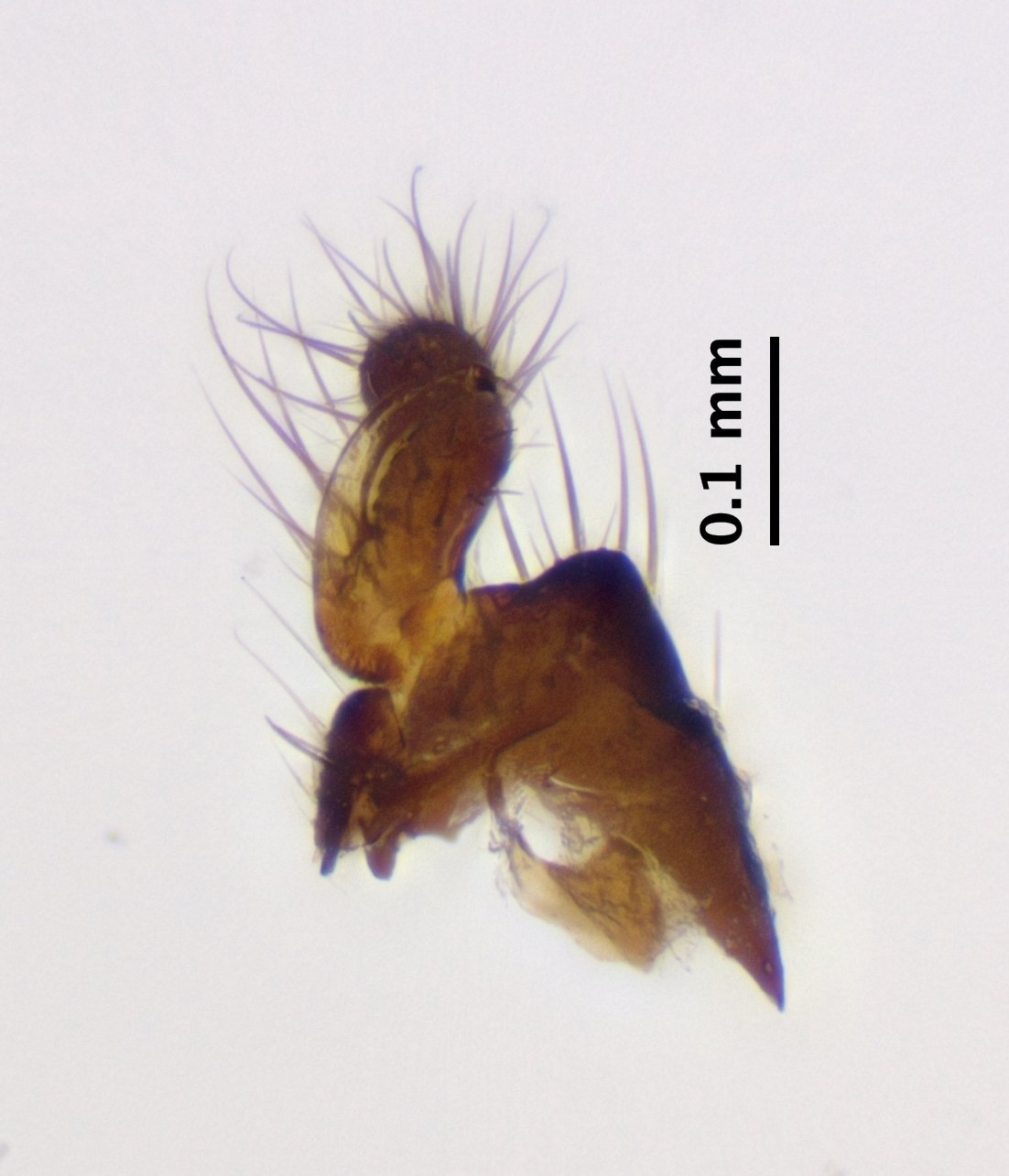 right_gonostylus_dorsal