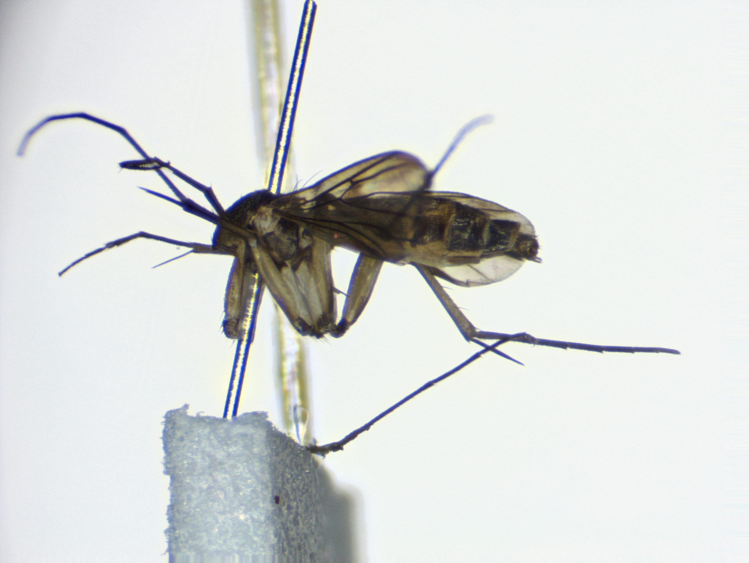 1_habitus