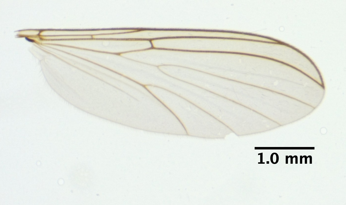 4_wing