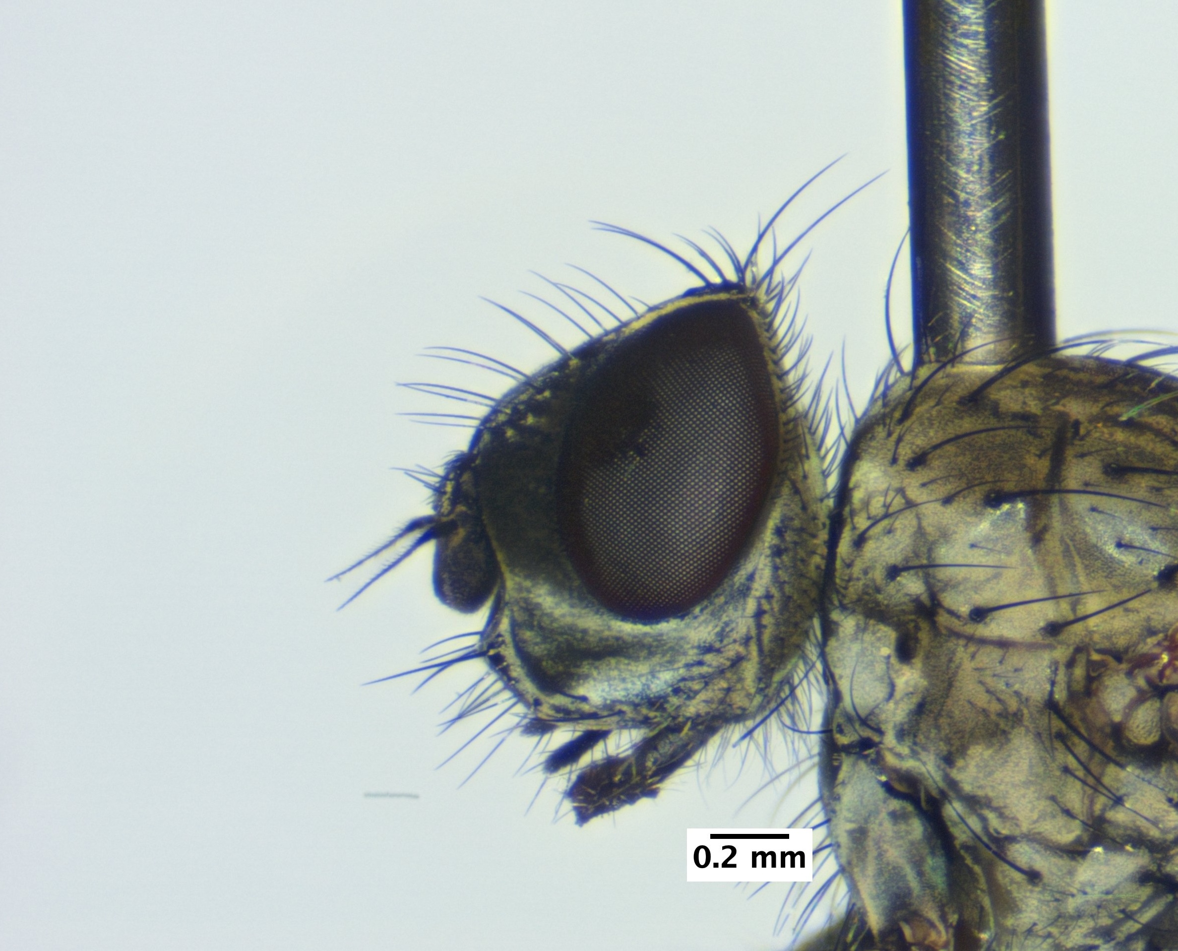 2_head_lateral