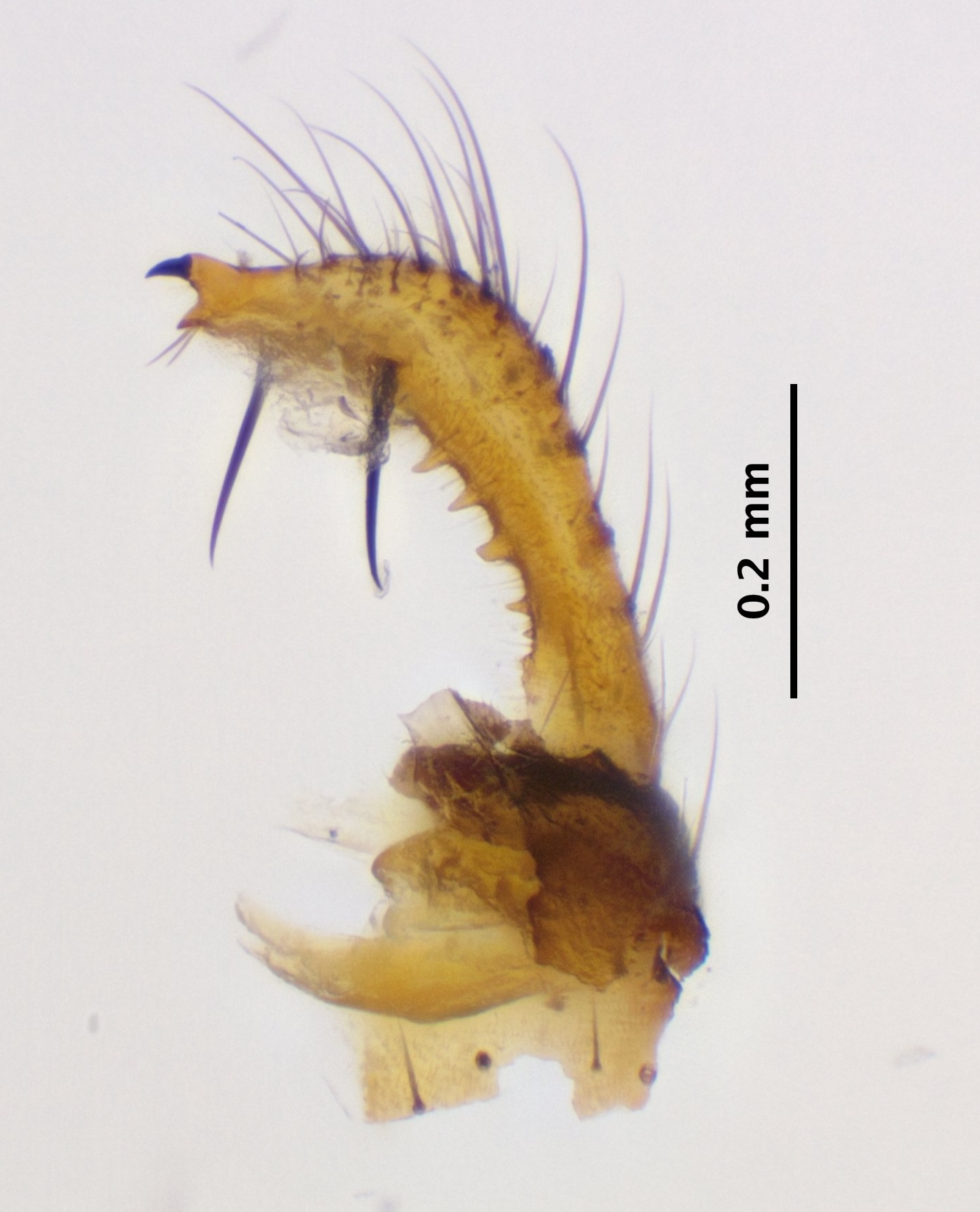 5_right_gonostylus_dorsal
