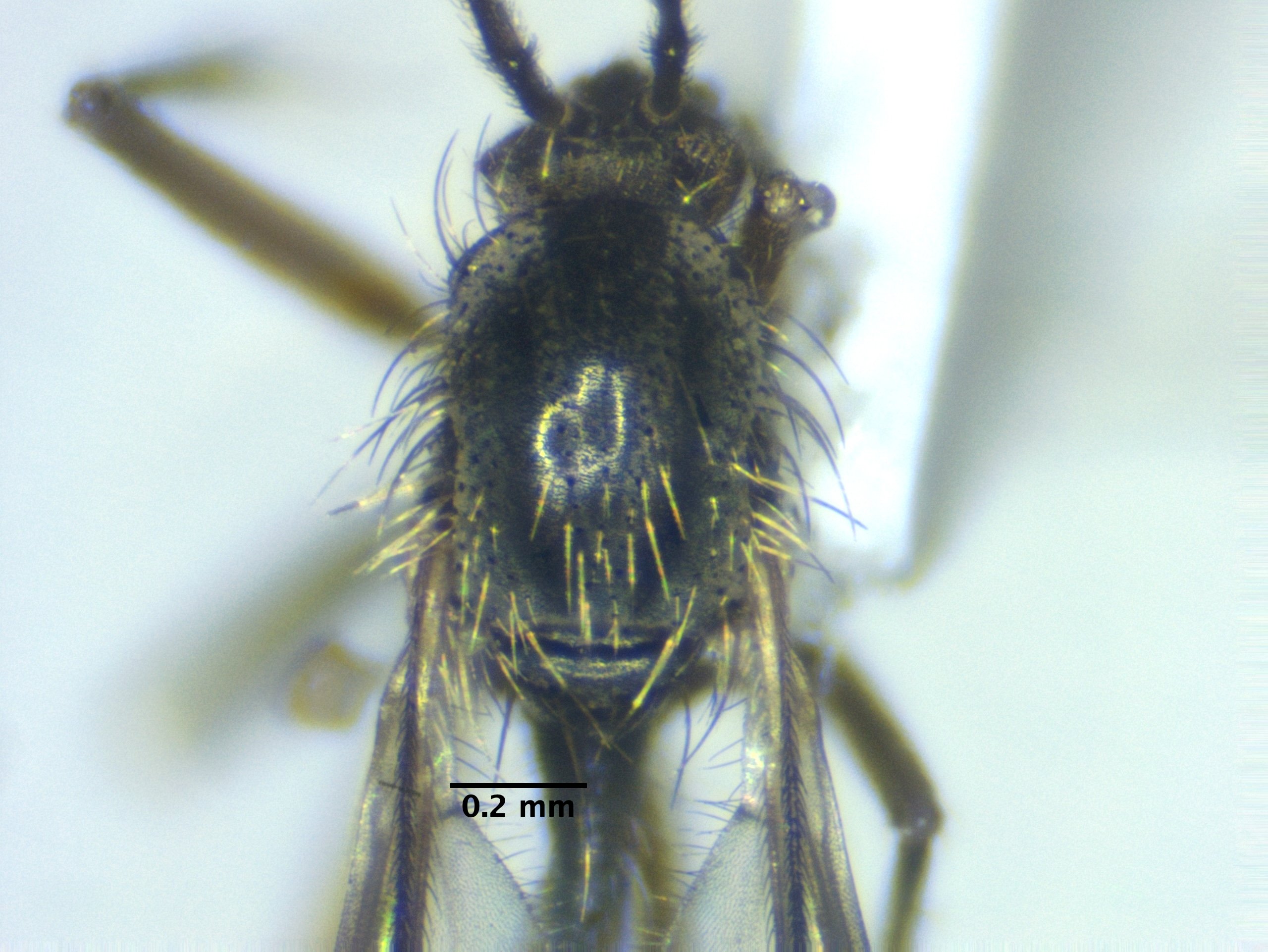 2_thorax_dorsal