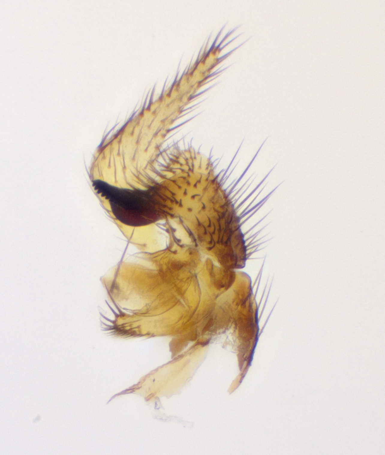 8_right-gonostylus_ventral