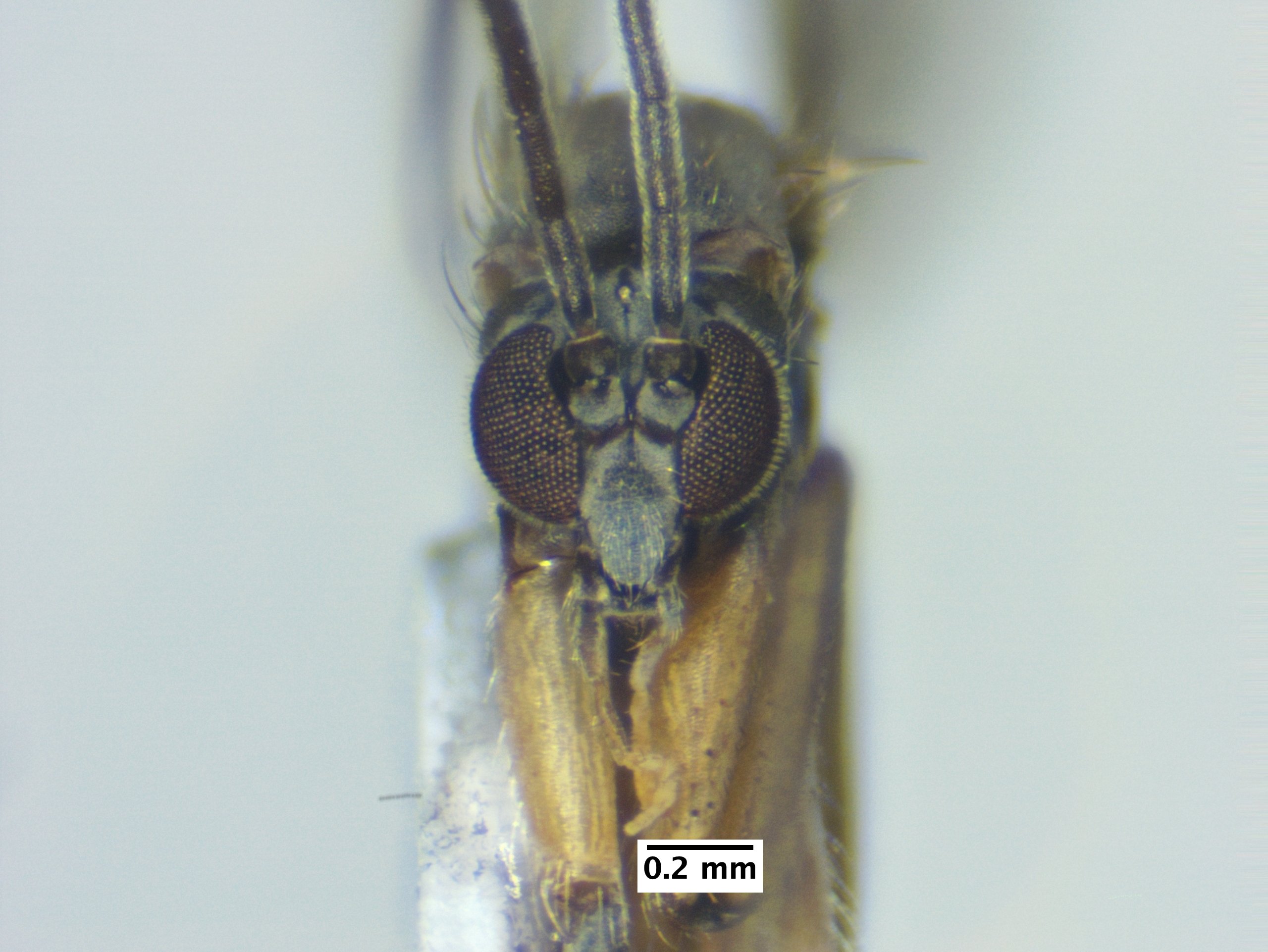 3_head_front